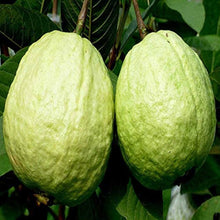 Guava Seeds (Psidium guajava) for sweet homegrown fruit in the home garden and backyard orchards
