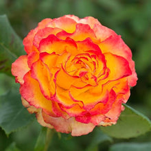 Rose Rosa Hybrida Yellow & Red Rare Hybrid Tea Seeds for a bright addition to the Home Decorative Borders