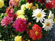 Opera Mix pygmy flower Seeds for reliable seasonal color