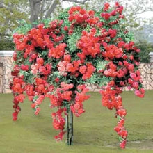 Bonsai Rose Tree Seeds (Rosa spp.) for a lasting addition to the Garden Landscaping