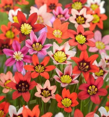 Sparaxis Sparaxis Tricolor Rose Seeds for seasonal color across the Spring Colorful Garden Displays