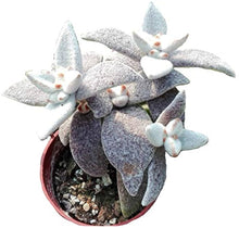 Kalanchoe Seeds (Kalanchoe blossfeldiana) for a bright addition to the Indoor Garden & Flower Bed