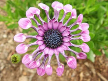 Osteospermum Flower Seeds