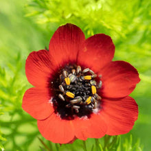 Annual Adonis Aestivalis Flower Summer Pheaste's Eye Seeds for gardeners building out beds and borders