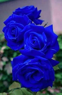 Blue Romantic Rose Seeds for a lasting display in the Home Garden Blooms