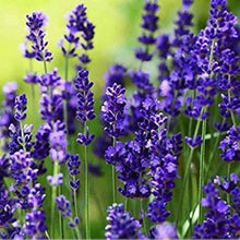 Light Yellow Lavender Seeds for cooks growing their own fresh herbs