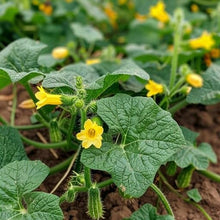 Cucumber Cucumis Sativus Gemini 7 Seeds valued by growers for kitchen Vertical Growing