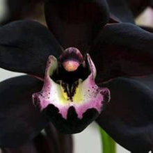 Black Cymbidium Orchid Seeds for gardeners building out beds and borders