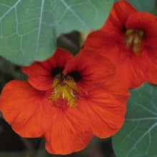 Wildflower Nasturtium Mix Seeds for growers seeking a long-blooming display