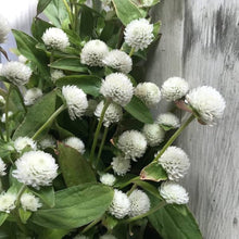 Gomphrena Higro White Seeds valued for elegant Globe Flowers