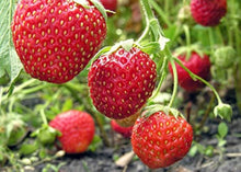 Strawberry Seeds for a sweet addition to the home orchard