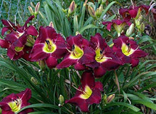 Daylily Hemerocallis Mix Seeds for a colorful addition to any planting