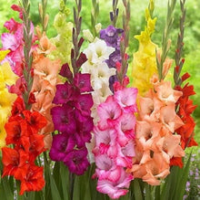 Gladiolus Gladiolus hortulanus pink flower seeds for planting in backyard garden beds - for planting in home garden