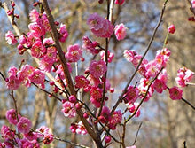 Plant Seeds (ARMENIACA mume) for growers seeking a long-blooming display