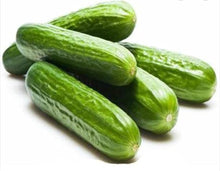 Cucumber Cucumis Sativus Spacemaster Bush Seeds for a fresh homegrown crop from the Small Pots