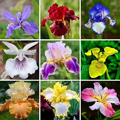 Iris Iris Germanica Mixed Colors Flower Seeds for Planting – Elegant Blooms for Garden Borders and Spring Displays