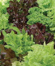 Bronze Leaf Lettuce Seeds for a productive addition to the vegetable patch