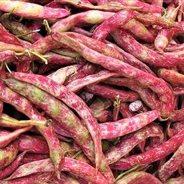 Bush Taylor Dwarf Bean (Phaseolus vulgaris) seeds for planting in home garden