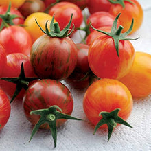 Bio Pink Bumble Bee Tomato Seeds for growers stocking a kitchen garden