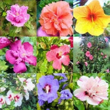Rose of Sharon Hibiscus Syriacus Seeds for a bright addition to the Garden