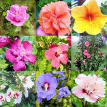 Rose of Sharon Hibiscus Syriacus Seeds for a bright addition to the Garden