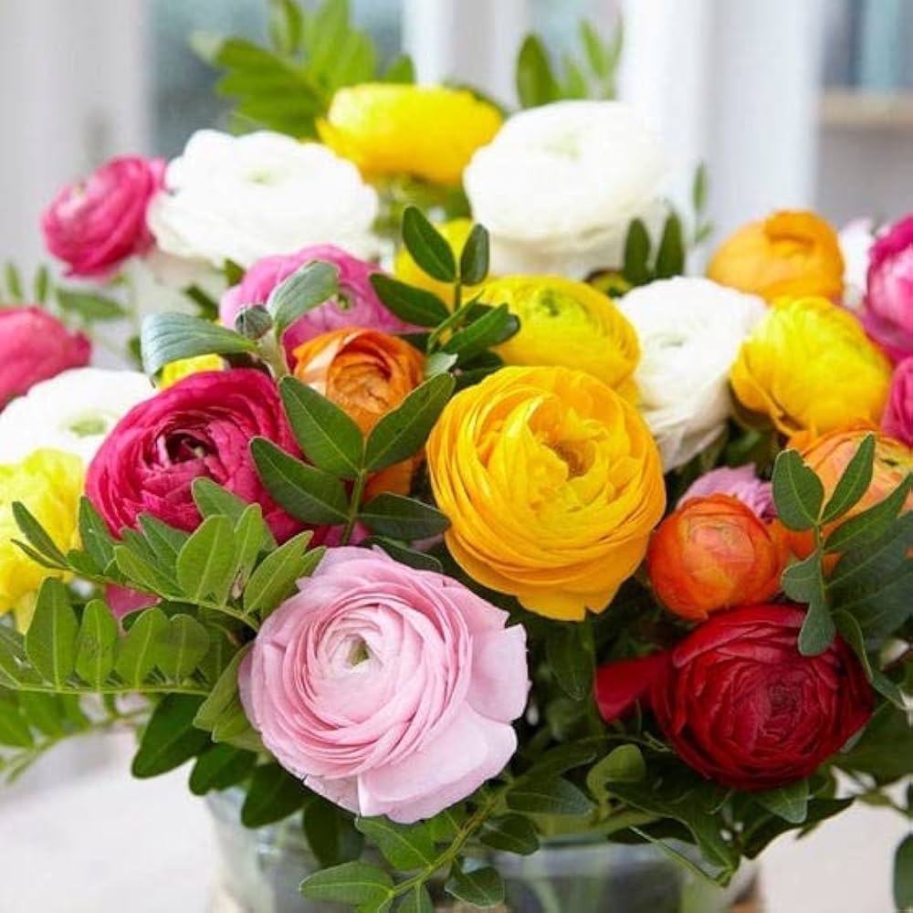 Ranunculus Ranunculus asiaticus for planting in container garden