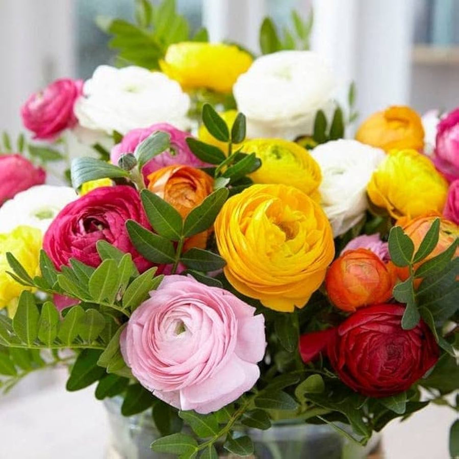Ranunculus Ranunculus asiaticus for planting in container garden
