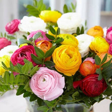 Ranunculus Ranunculus Asiaticus Seeds for seasonal color across the Seasonal Cut Flower Gardens