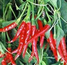 Cayenne Pepper Long Red Thin Seeds for home growers seeking a reliable harvest
