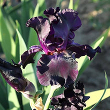 Bearded Iris Mixed Rhizome Seeds for growers seeking a long-blooming display