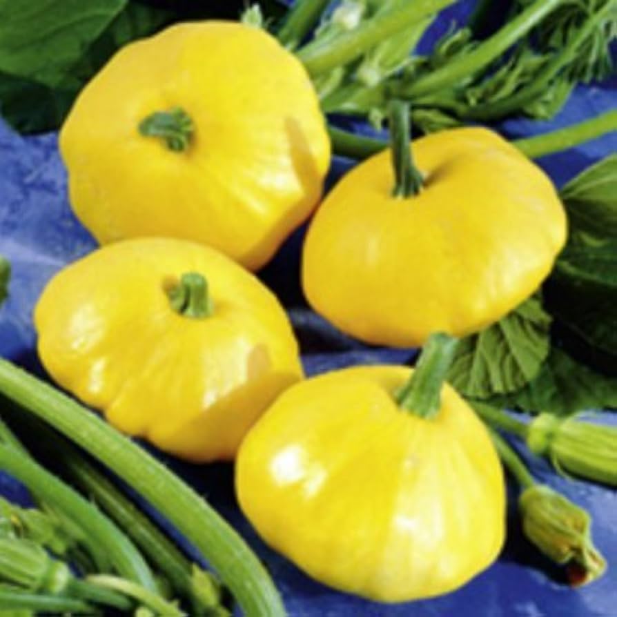 Scallop yellow bush squash seeds