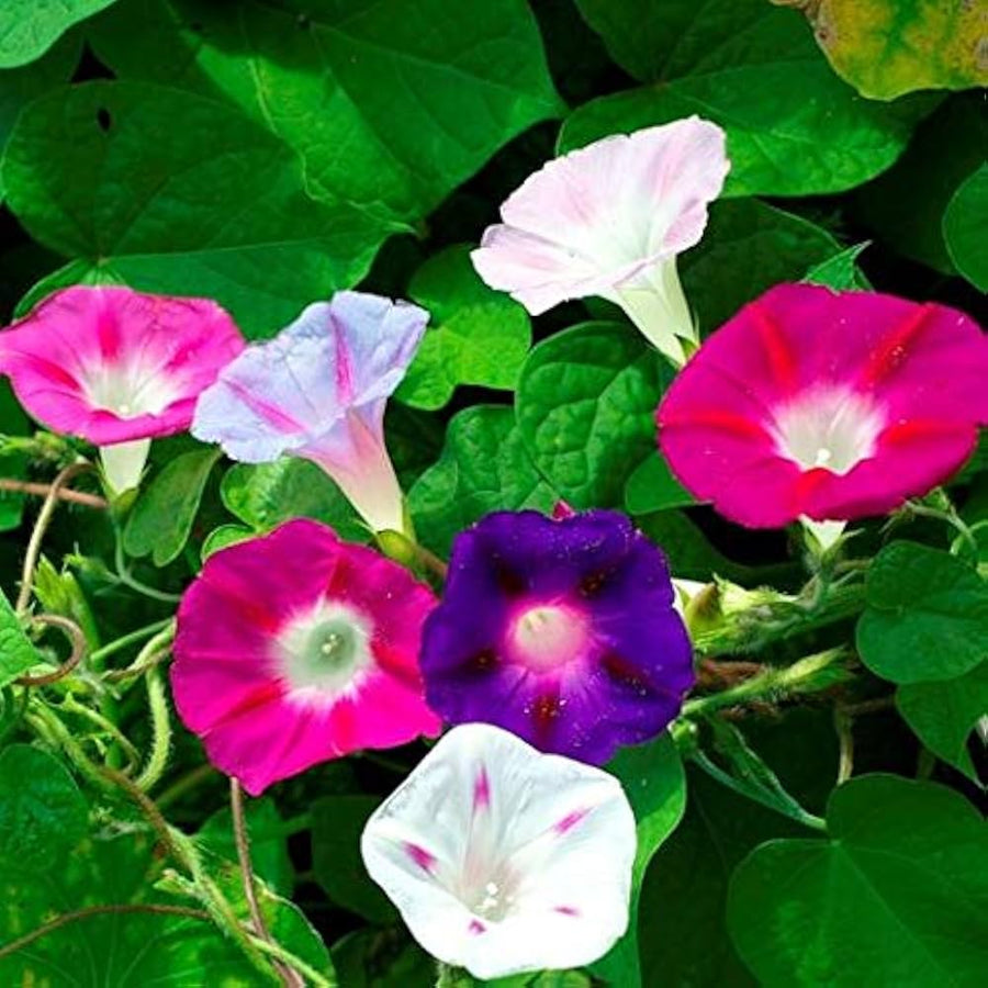 Morning Glory Ipomoea purpurea flower seeds for planting in vertical garden and fences - for planting in home garden