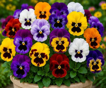 Mix Pansy Viola Winter Flowering Seeds for a bright addition to the Container Planting