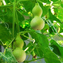 Bottle Gourd Seeds for home growers seeking a reliable harvest