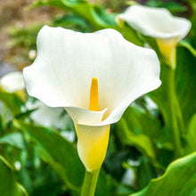 Calla Lily Seeds (Zantedeschia spp.) for a lasting display in the Flower Bed