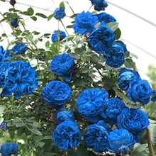 Rose Rosa Hybrida Climbing Seeds for trellises and fences in the Trellises, Fences, and Vertical Garden Displays