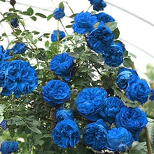 New Dark Blue Climbing Ivy Seeds et  Ornamental Garden Plant for Home Gardening