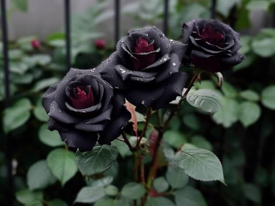 Black Rose (Rosa spp.) climbing seeds for planting in home rose gardens