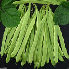 Kentucky Wonder Bean Seeds for productive rows in the Vegetable Garden