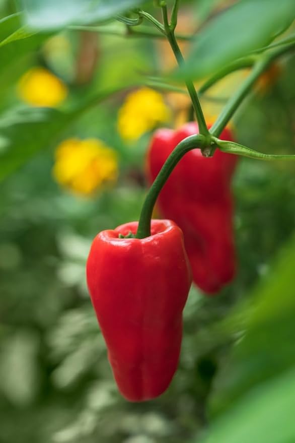 Leutschauer Paprika Capsicum annuum for planting in garden