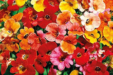 Nemesia Poetry Rose flower Seeds for growers filling out the beds and pots