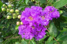 Light Purple Crepe Myrtle Seeds valued for new Season