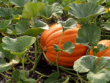 Heirloom Non-GMO Pumpkin Wool Seeds valued by growers for unique Pumpkin Growing