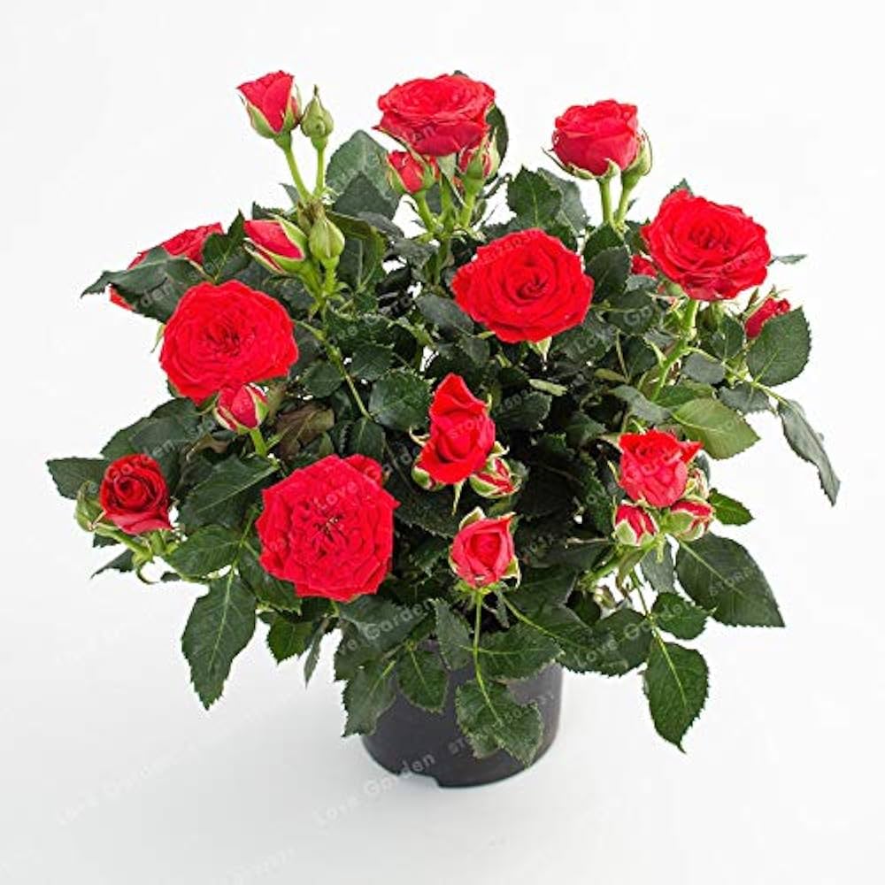 European Rose Tree (Rosa spp.) seeds for garden planting