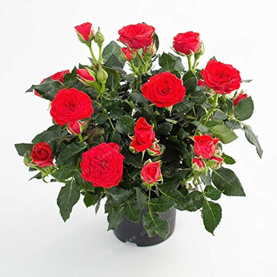 European Rose Tree (Rosa spp.) seeds for garden planting