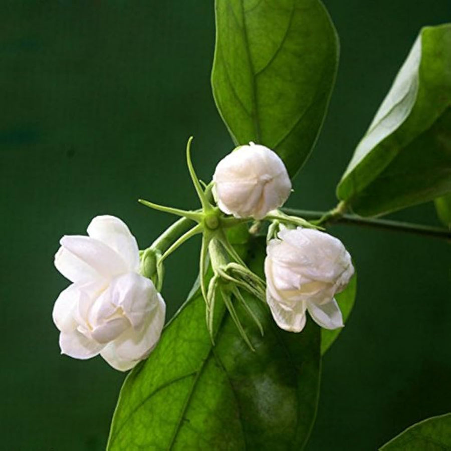 White Jasmine Flower ��������� Jasminum spp. ��������� for planting in home garden