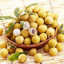 Longan Dimocarpus longan fruit tree seeds for planting in backyard gardening spaces - for planting in home garden