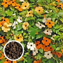 Black-Eyed Susan Seeds (Rudbeckia hirta) for growers filling out the home garden and garden borders