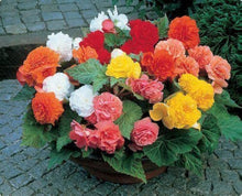 Begonia Mix Seeds (Begonia spp.) for growers filling out the window boxes and shaded flower beds