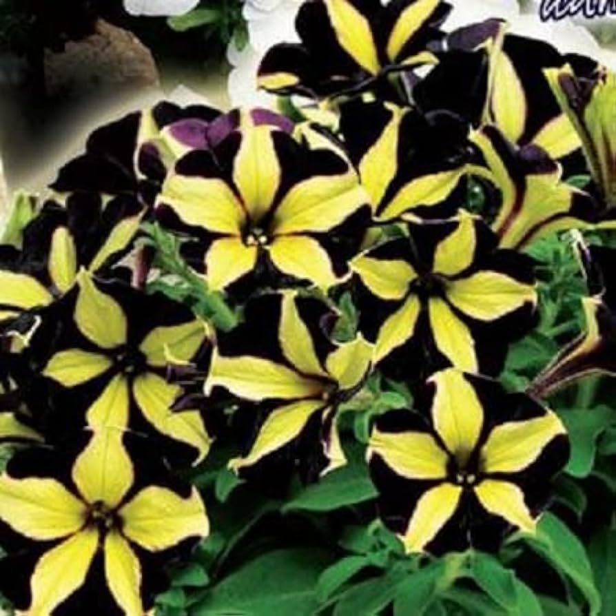 Black Velvet Petunia Multicolored Rare Flower - for planting in home garden